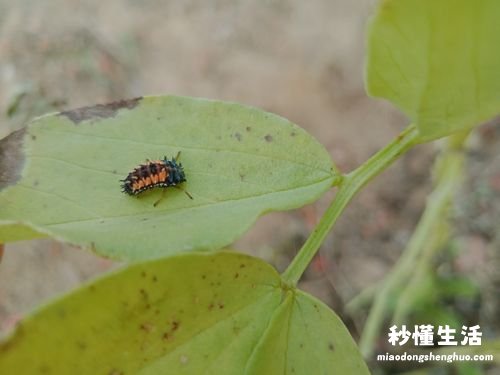 瓢虫的显著特征是什么